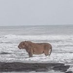 Lion Seen Taking Stroll on Banks of Arabian Sea in Gujarat’s Junagadh, Pic Surfaces